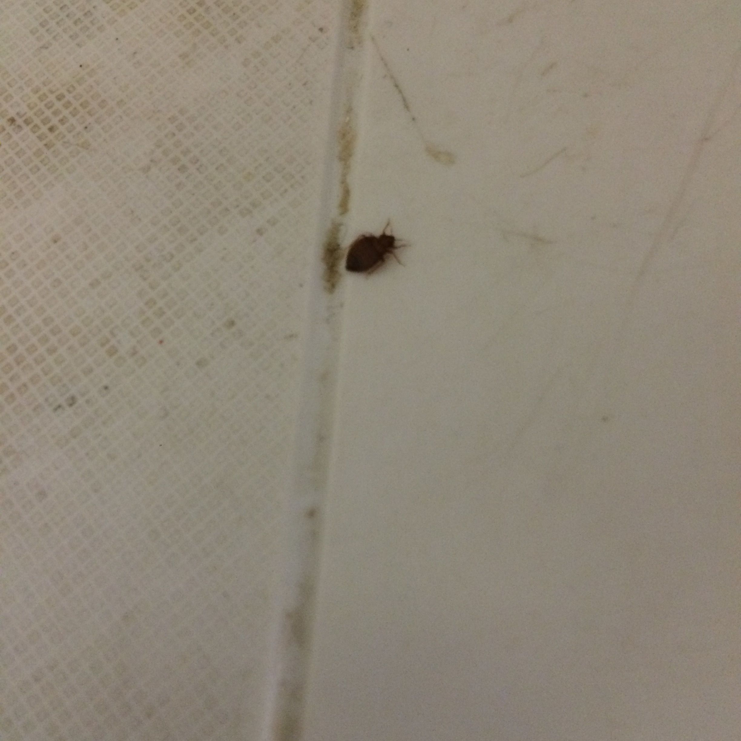 Insect on the table
