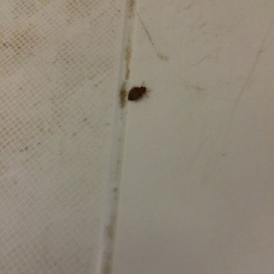 Insect on the table