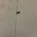Insect on the table